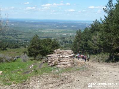 El pinar del Puerto de Navafría;findes;nieve madrid;bastones trekking